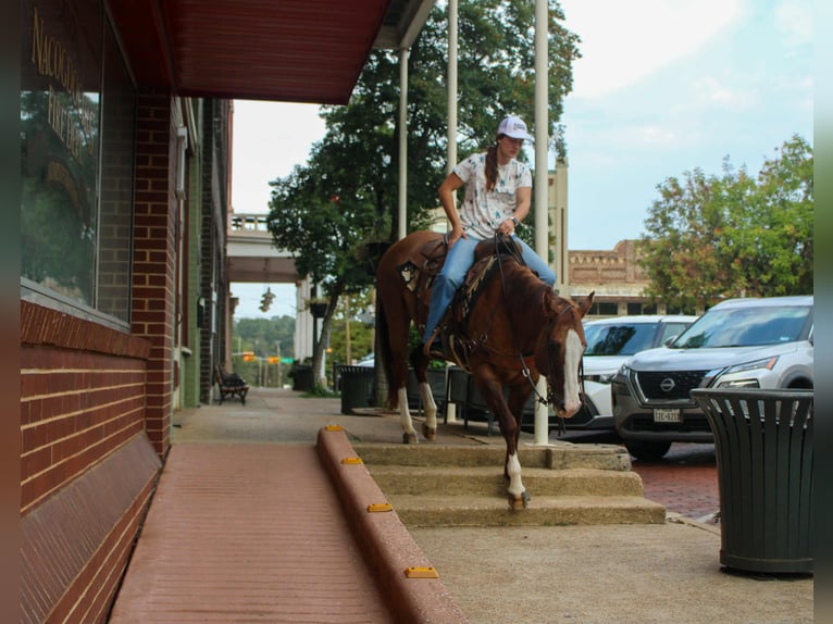American Quarter Horse Wallach 13 Jahre 152 cm Falbe in Rusk TX