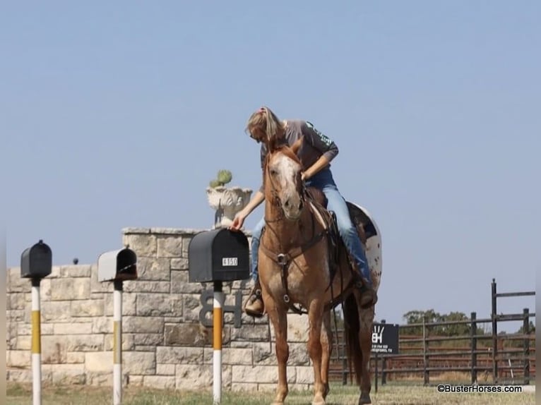 American Quarter Horse Wallach 13 Jahre 152 cm Falbe in Weatherford TX