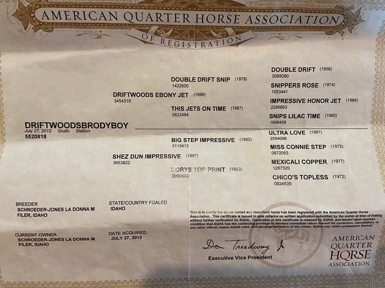American Quarter Horse Wallach 13 Jahre 152 cm Grullo in Hillsboro KY
