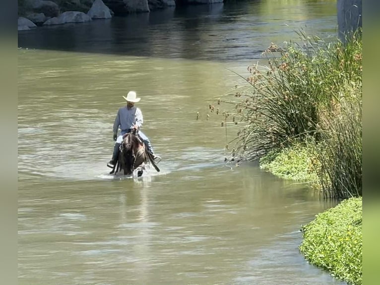 American Quarter Horse Wallach 13 Jahre 152 cm Grullo in Paicines CA