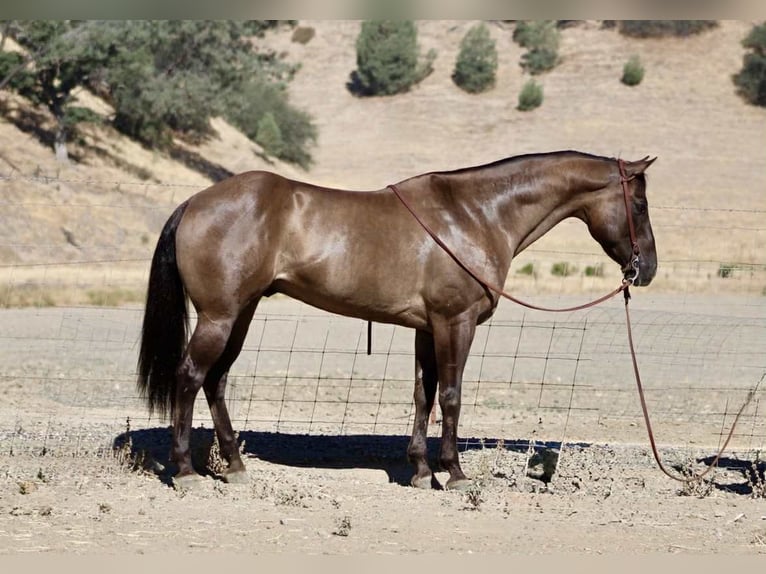 American Quarter Horse Wallach 13 Jahre 152 cm Grullo in Paicines CA