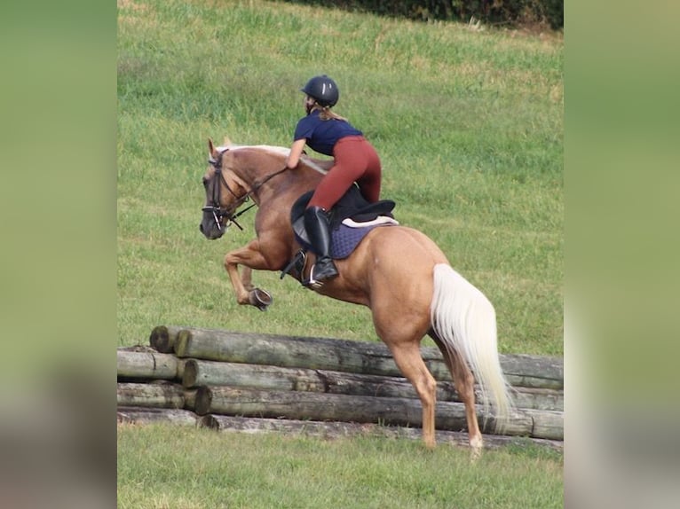 American Quarter Horse Wallach 13 Jahre 152 cm Palomino in Borden