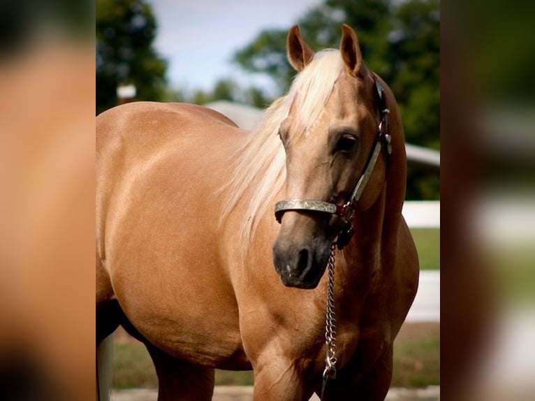 American Quarter Horse Wallach 13 Jahre 152 cm Palomino in Borden