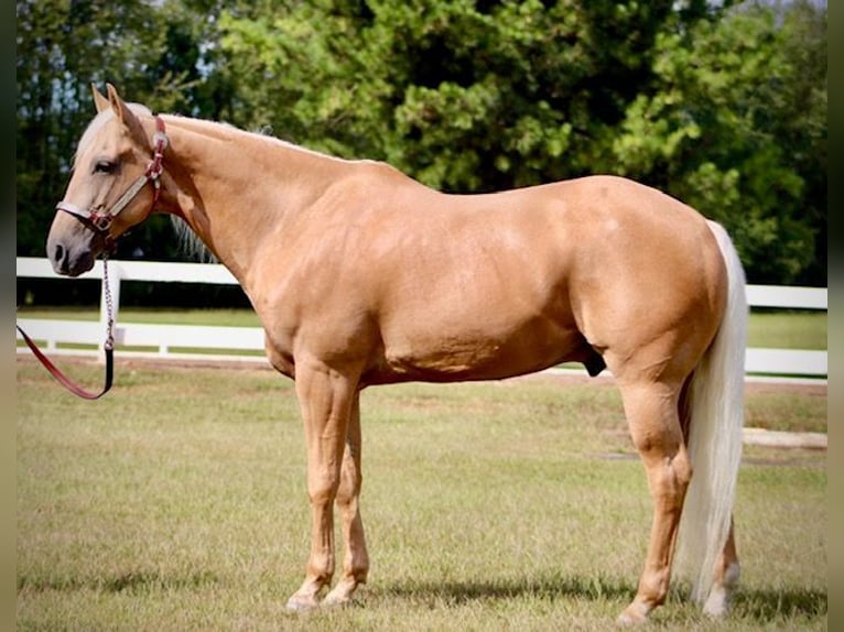 American Quarter Horse Wallach 13 Jahre 152 cm Palomino in Borden