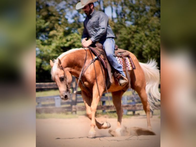 American Quarter Horse Wallach 13 Jahre 152 cm Palomino in Borden