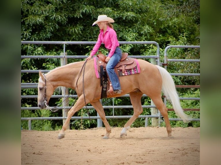 American Quarter Horse Wallach 13 Jahre 152 cm Palomino in Borden