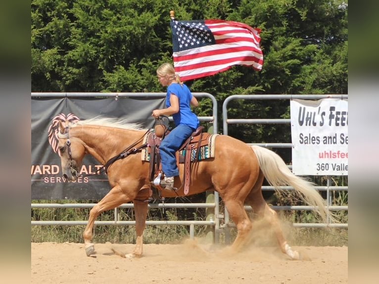 American Quarter Horse Wallach 13 Jahre 152 cm Palomino in Borden