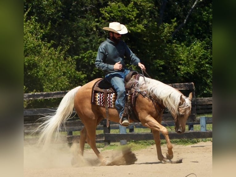 American Quarter Horse Wallach 13 Jahre 152 cm Palomino in Borden