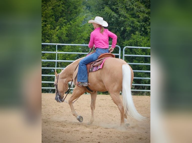 American Quarter Horse Wallach 13 Jahre 152 cm Palomino in Borden