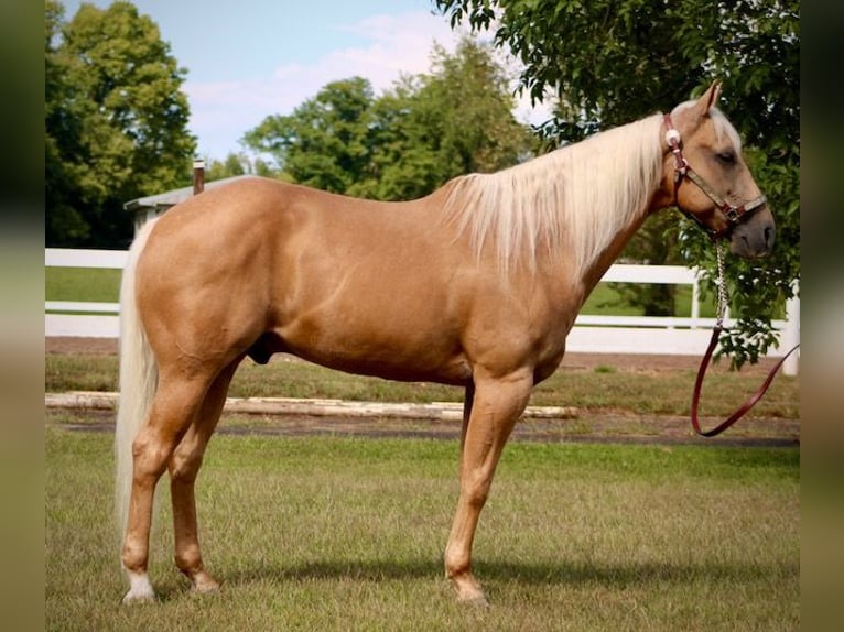 American Quarter Horse Wallach 13 Jahre 152 cm Palomino in Borden