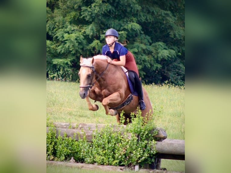 American Quarter Horse Wallach 13 Jahre 152 cm Palomino in Borden