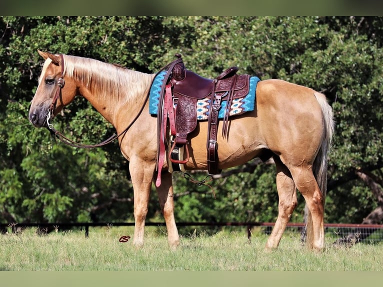 American Quarter Horse Wallach 13 Jahre 152 cm Palomino in Jacksboro, TX