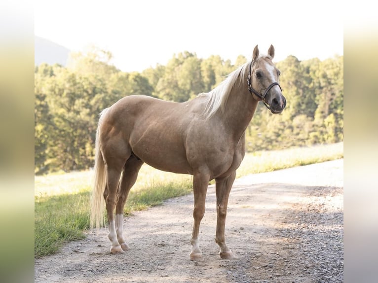 American Quarter Horse Wallach 13 Jahre 152 cm Palomino in Lowgap, NC