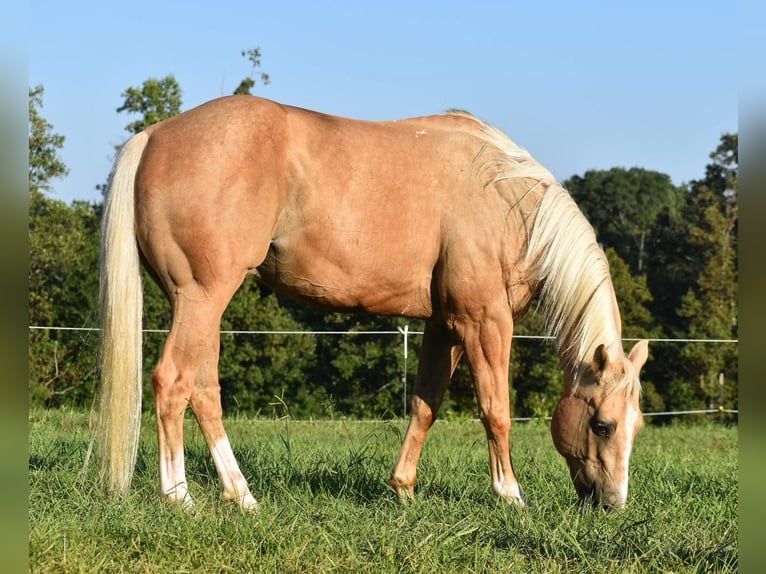 American Quarter Horse Wallach 13 Jahre 152 cm Palomino in Lowgap, NC