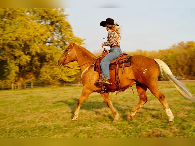 American Quarter Horse Mix Wallach 13 Jahre 152 cm Palomino in Valley Springs, SD