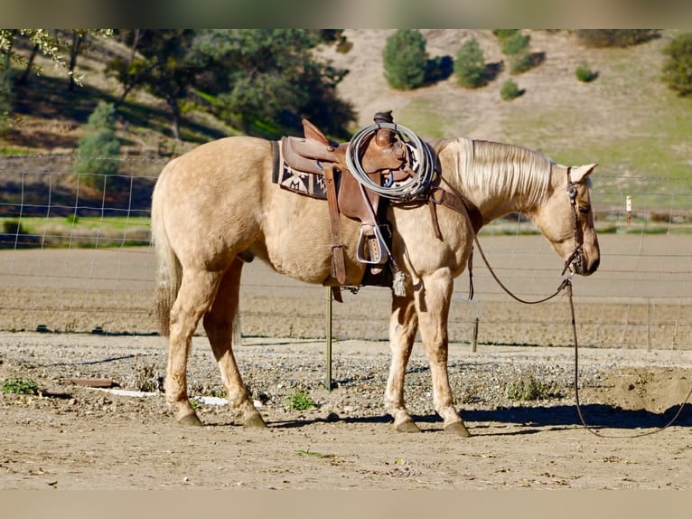 American Quarter Horse Wallach 13 Jahre 152 cm Palomino in Paicines CA