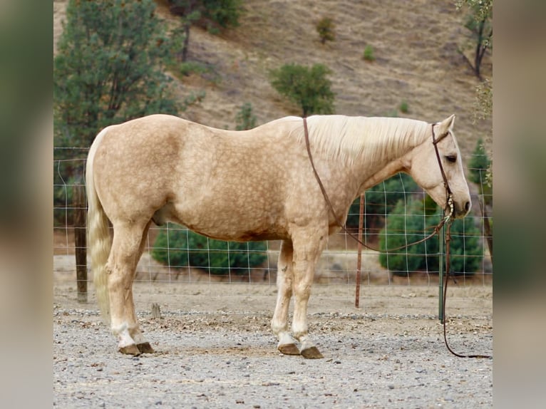 American Quarter Horse Wallach 13 Jahre 152 cm Palomino in Paicines CA