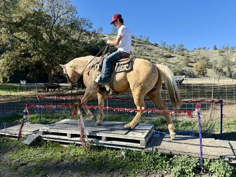American Quarter Horse Wallach 13 Jahre 152 cm Palomino in Paicines CA