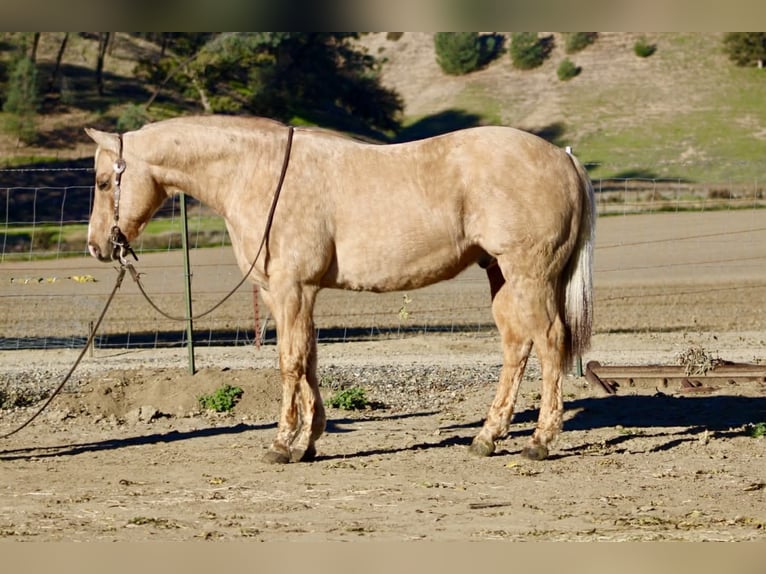 American Quarter Horse Wallach 13 Jahre 152 cm Palomino in Paicines CA
