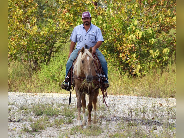 American Quarter Horse Wallach 13 Jahre 152 cm Palomino in Stephenville TX