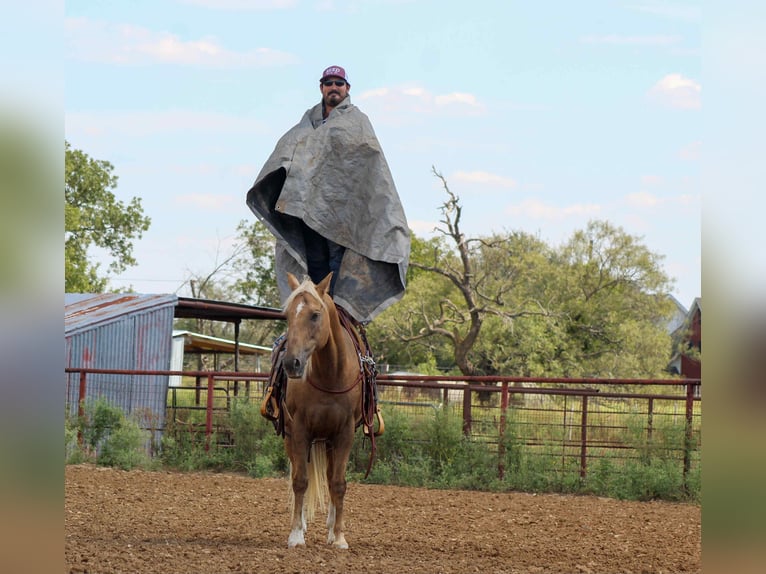 American Quarter Horse Wallach 13 Jahre 152 cm Palomino in Stephenville TX