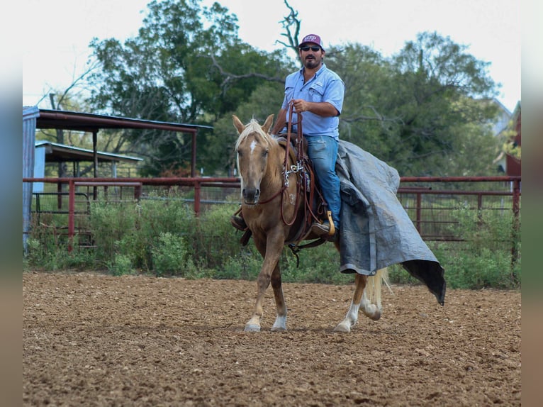 American Quarter Horse Wallach 13 Jahre 152 cm Palomino in Stephenville TX