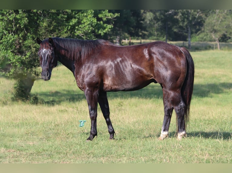 American Quarter Horse Wallach 13 Jahre 152 cm Rappe in Carthage
