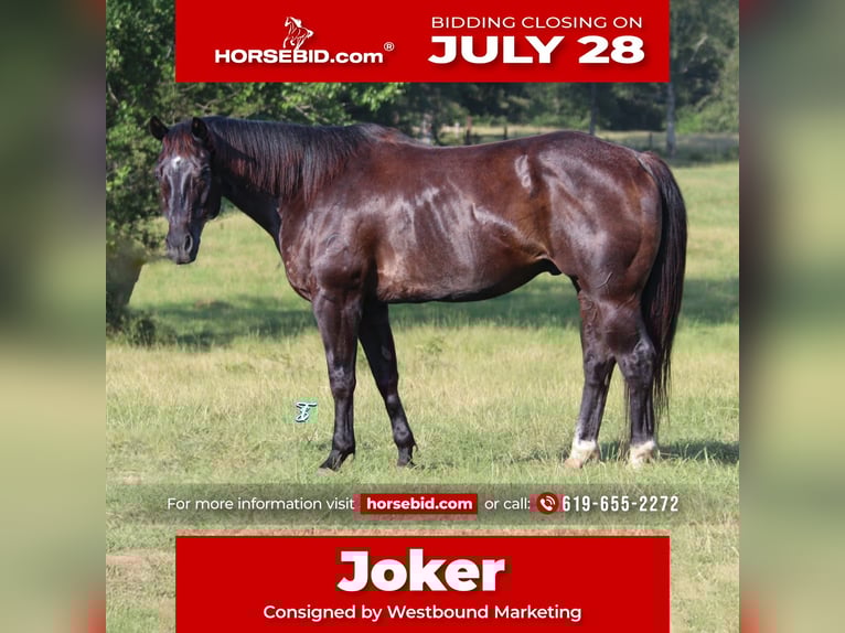 American Quarter Horse Wallach 13 Jahre 152 cm Rappe in Carthage