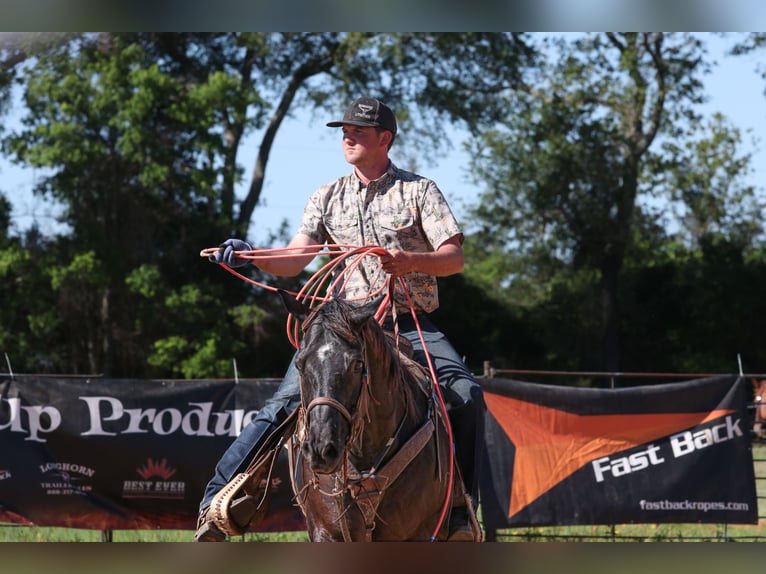 American Quarter Horse Wallach 13 Jahre 152 cm Rappe in Carthage
