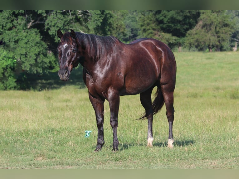 American Quarter Horse Wallach 13 Jahre 152 cm Rappe in Carthage