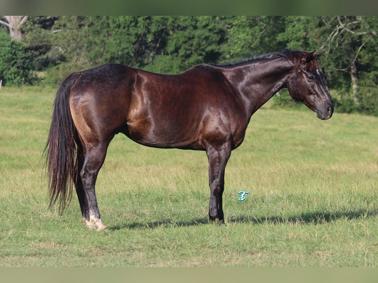 American Quarter Horse Wallach 13 Jahre 152 cm Rappe in Carthage