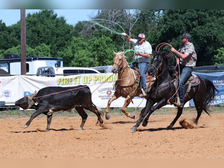 American Quarter Horse Wallach 13 Jahre 152 cm Rappe in Carthage