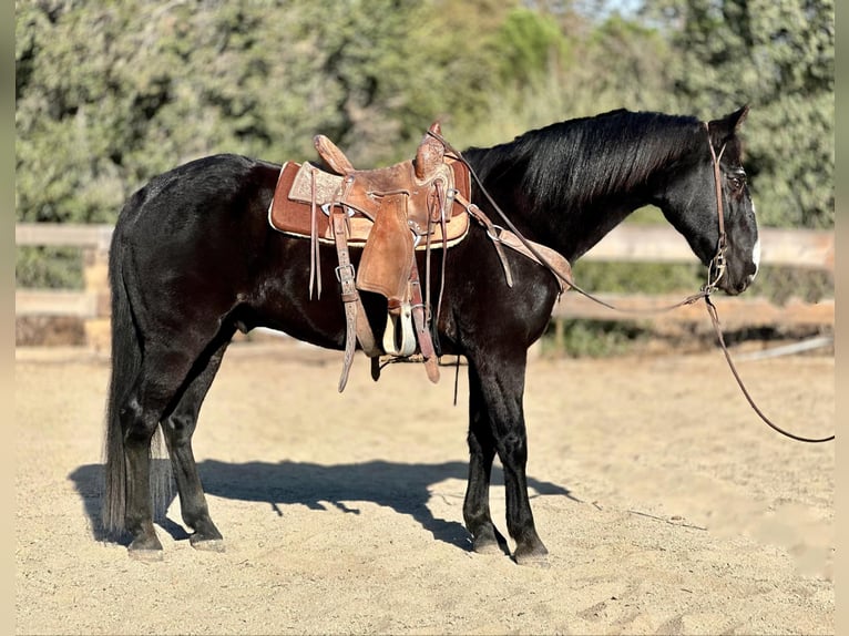 American Quarter Horse Wallach 13 Jahre 152 cm Rappe in Bitterwater CA