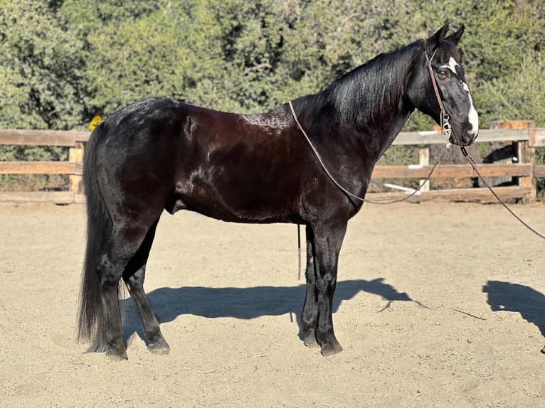 American Quarter Horse Wallach 13 Jahre 152 cm Rappe in Bitterwater CA