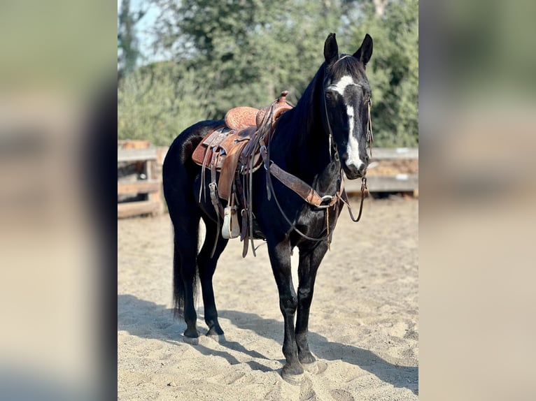 American Quarter Horse Wallach 13 Jahre 152 cm Rappe in Bitterwater CA