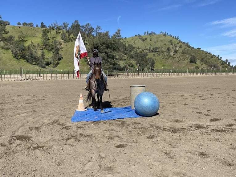 American Quarter Horse Wallach 13 Jahre 152 cm Roan-Bay in PAICINES, CA