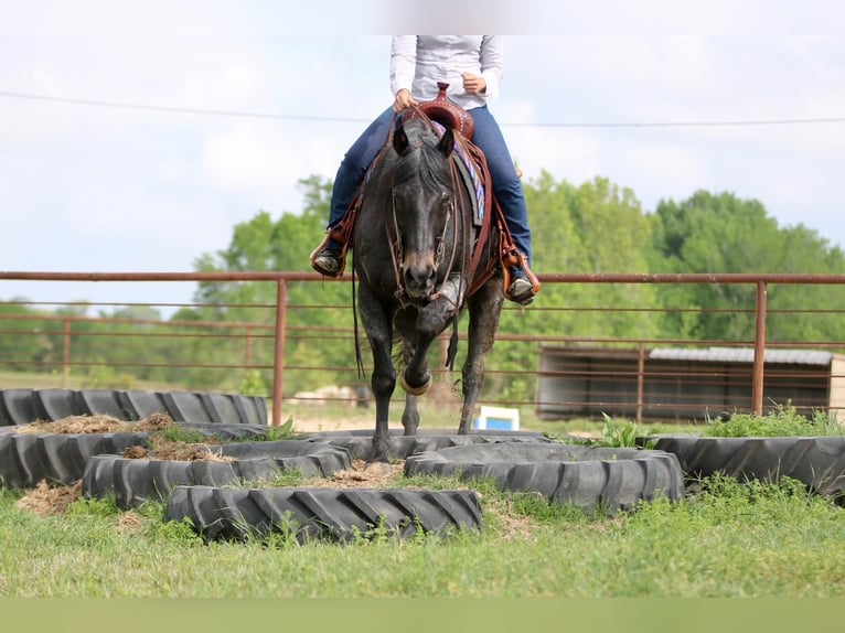 American Quarter Horse Wallach 13 Jahre 152 cm Roan-Bay in Athens