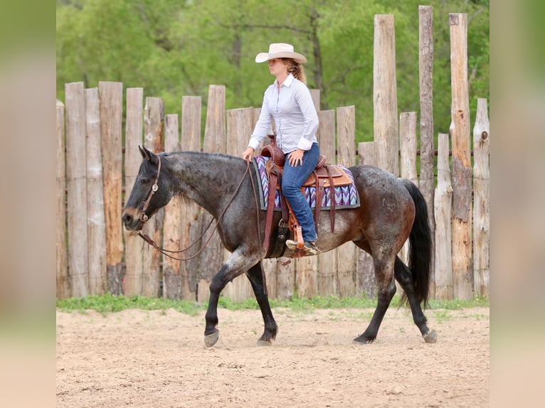 American Quarter Horse Wallach 13 Jahre 152 cm Roan-Bay in Athens