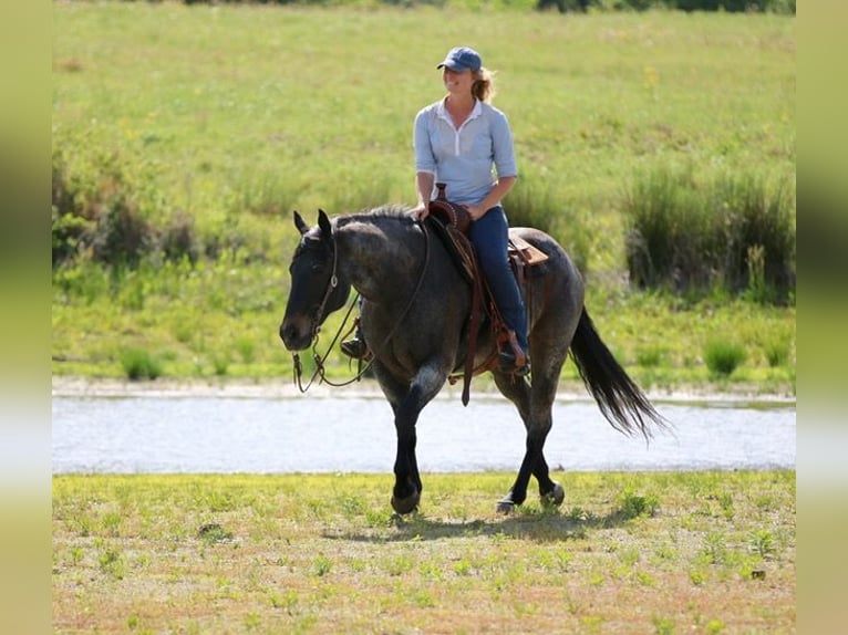 American Quarter Horse Wallach 13 Jahre 152 cm Roan-Bay in Athens