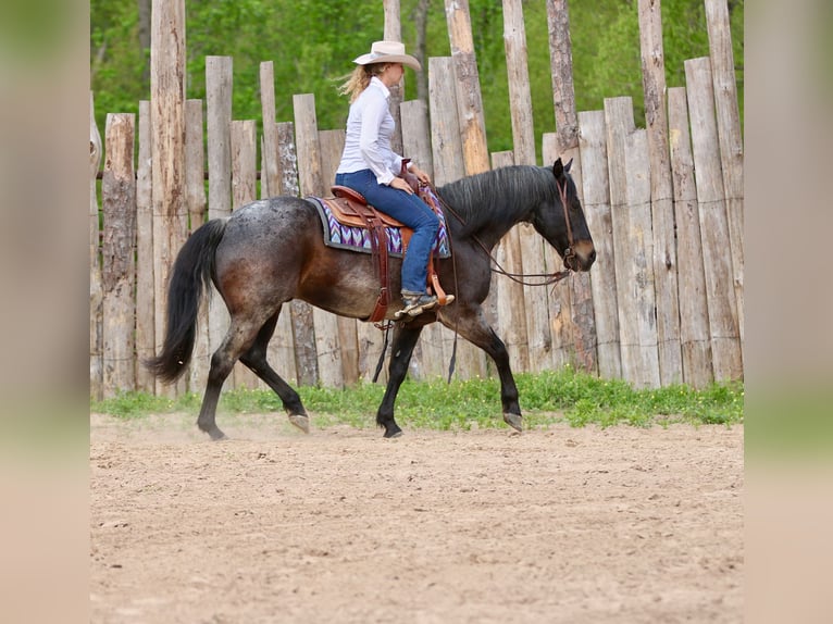 American Quarter Horse Wallach 13 Jahre 152 cm Roan-Bay in Athens