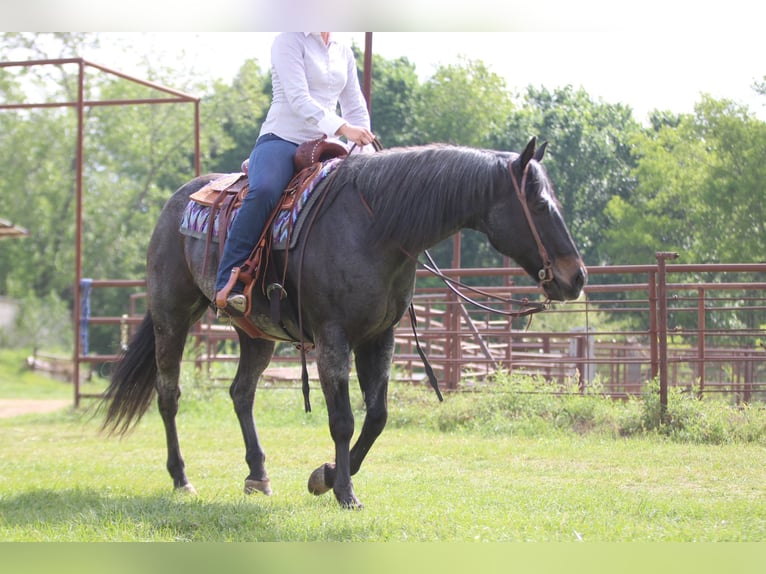 American Quarter Horse Wallach 13 Jahre 152 cm Roan-Bay in Athens