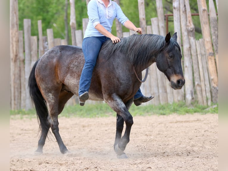 American Quarter Horse Wallach 13 Jahre 152 cm Roan-Bay in Athens