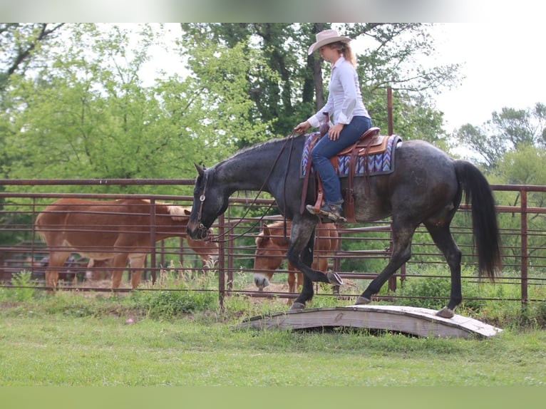 American Quarter Horse Wallach 13 Jahre 152 cm Roan-Bay in Athens