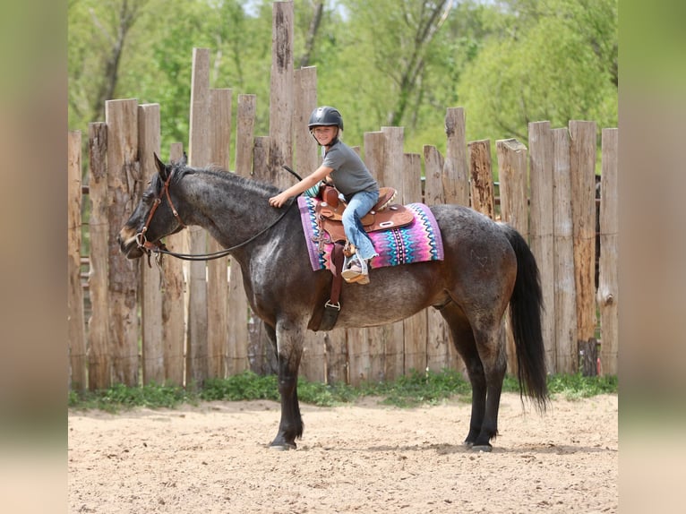 American Quarter Horse Wallach 13 Jahre 152 cm Roan-Bay in Athens