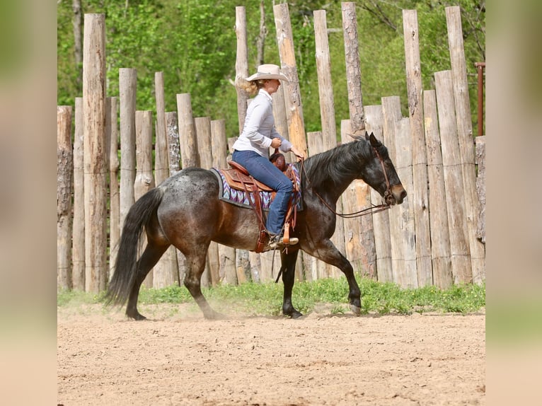 American Quarter Horse Wallach 13 Jahre 152 cm Roan-Bay in Athens
