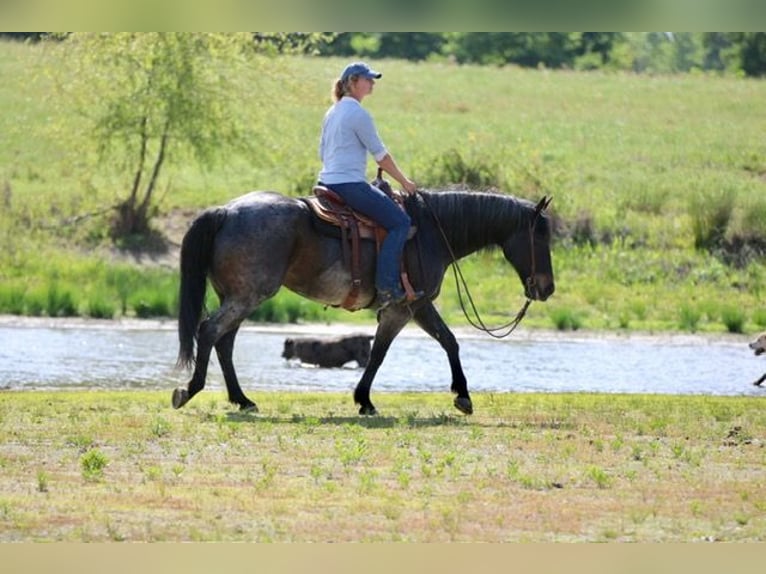 American Quarter Horse Wallach 13 Jahre 152 cm Roan-Bay in Athens