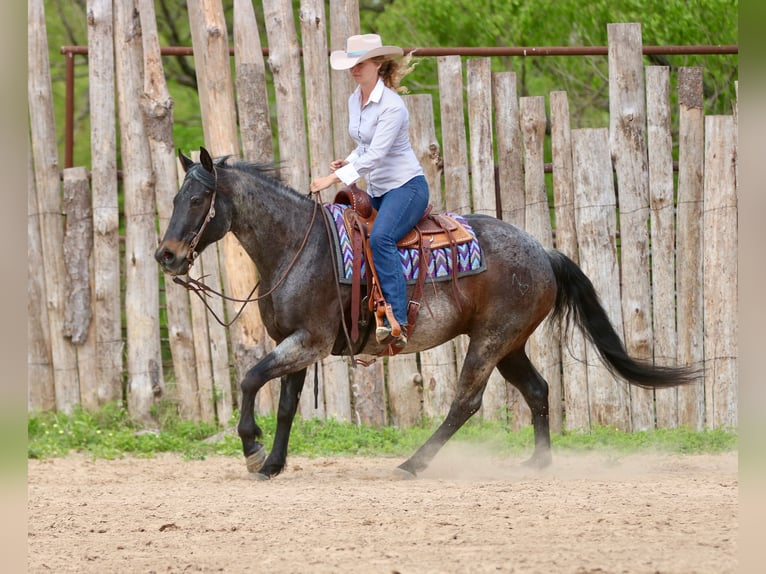 American Quarter Horse Wallach 13 Jahre 152 cm Roan-Bay in Athens
