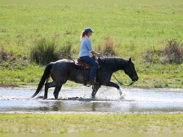 American Quarter Horse Wallach 13 Jahre 152 cm Roan-Bay in Athens
