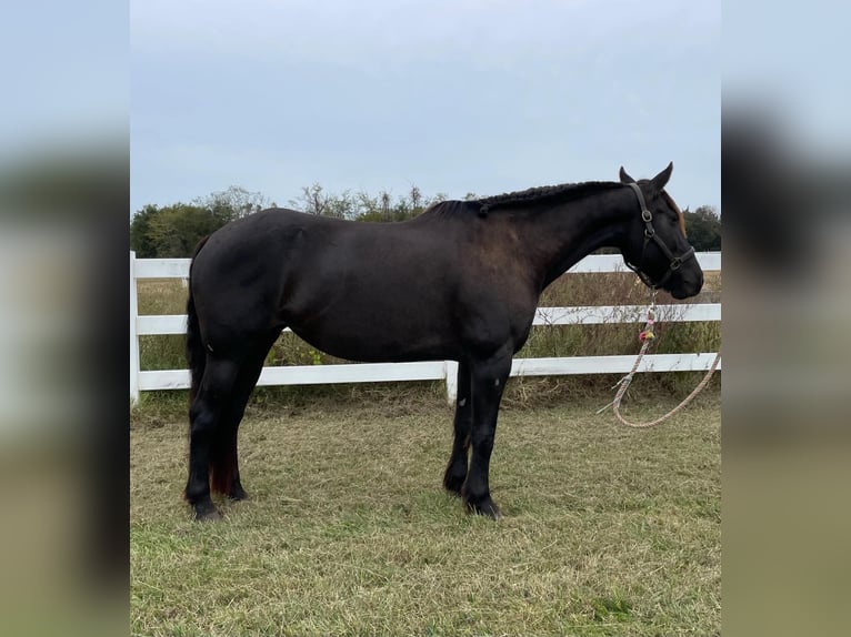 American Quarter Horse Wallach 13 Jahre 152 cm Roan-Bay in Howell MI