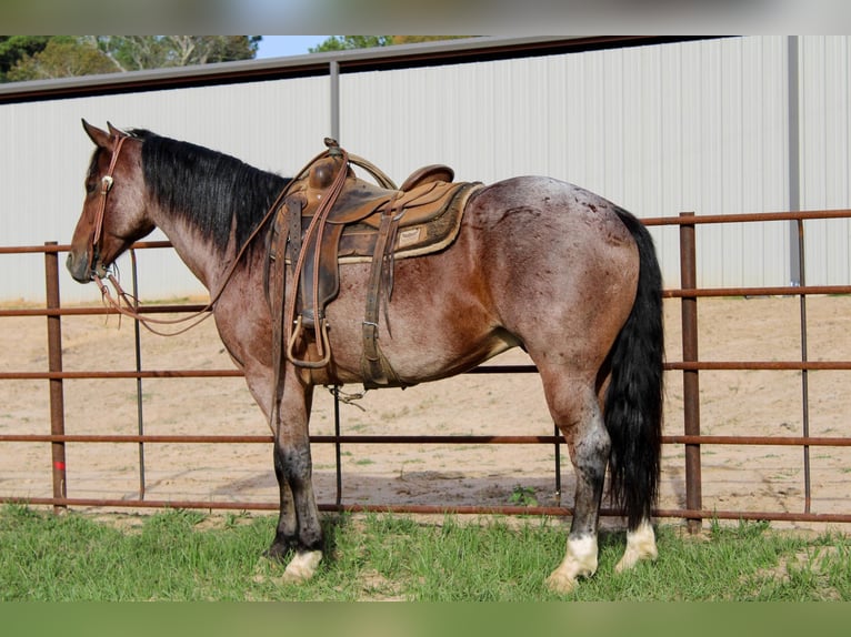 American Quarter Horse Wallach 13 Jahre 152 cm Roan-Bay in Rusk TX
